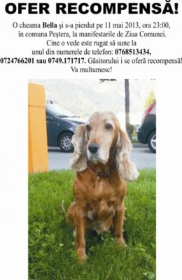 Aţi văzut-o pe Bella?